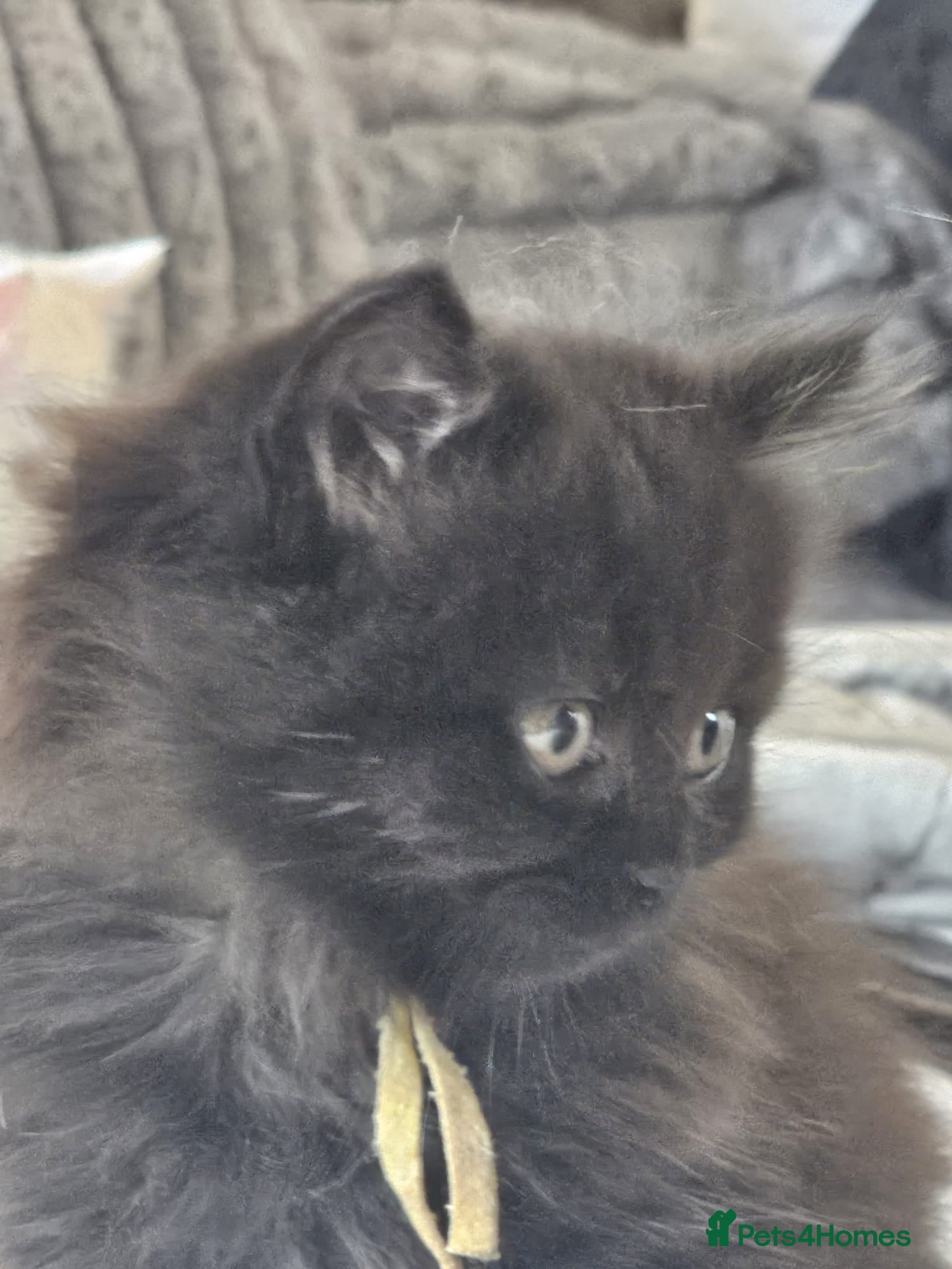 British Shorthair cats BSH and BLH - Advert 1