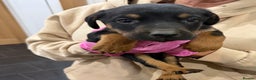 Mixed Breed dogs for sale: Doberman X puppies for sale  - Advert 27