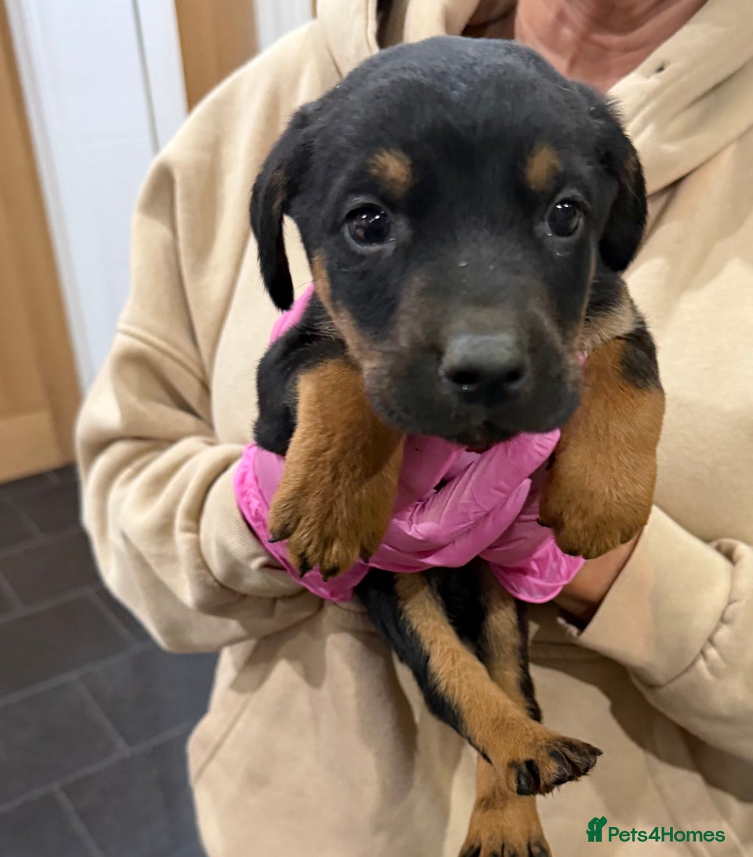 Mixed Breed dogs for sale: Doberman X puppies for sale  - Advert 27