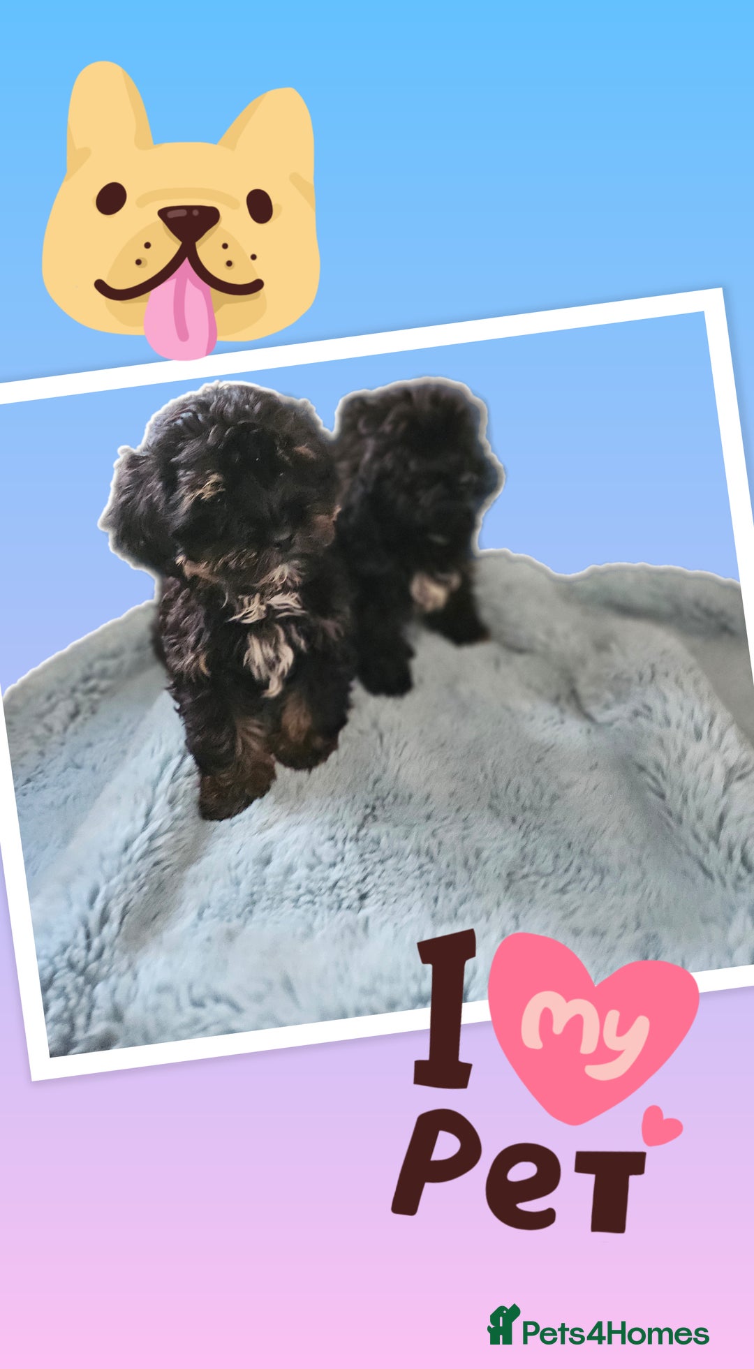 Shihpoo dogs for sale: Phantom shihpoo puppys - Advert 2