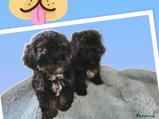 Shihpoo dogs Phantom shihpoo puppys *** 1 puppy left *** - Advert 4