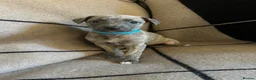 Whippet dogs for sale: Exceptional Puppies from health tested parents - Advert 10