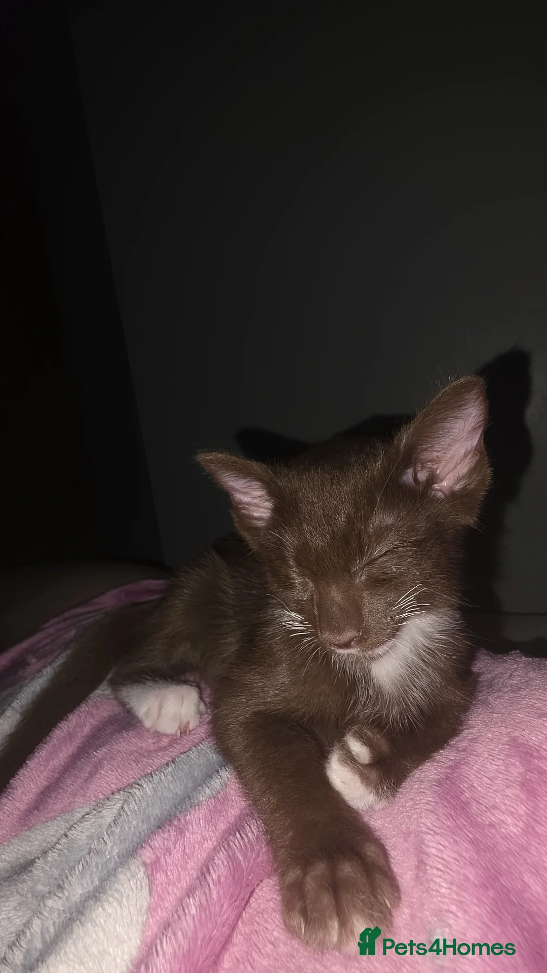 Oriental cats for sale: Oriental Shorthair Kittens - Advert 3