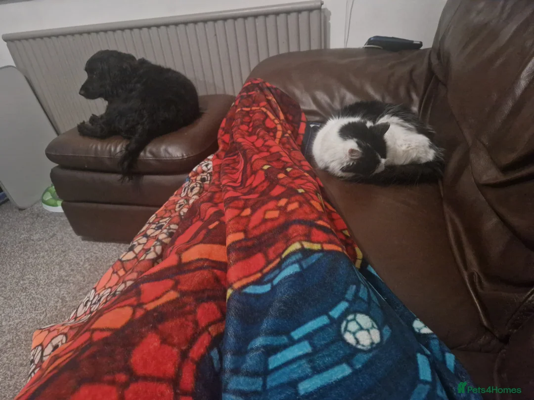 Mixed Breed cats for sale: Smudge, this beautiful girl needs her forever home - Advert 5