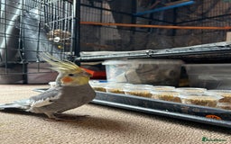 Cockatiels birds for sale: 💛 Pair of Cockatiels. Butters & Bagel 💛 - Image 1