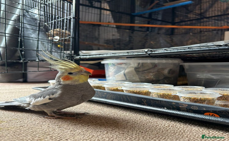 Cockatiels birds - Advert 2