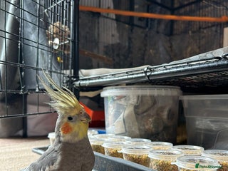 Cockatiels birds 💛 Pair of Cockatiels. Butters & Bagel 💛 - Advert 4