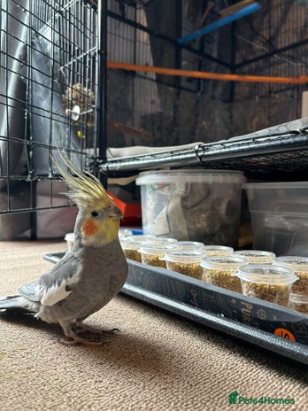 Cockatiels birds - Advert 2