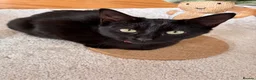 Mixed Breed cats for sale: Last remaining female kitten - Advert 3