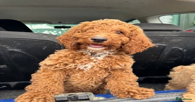 Cockapoo dogs - Advert 11