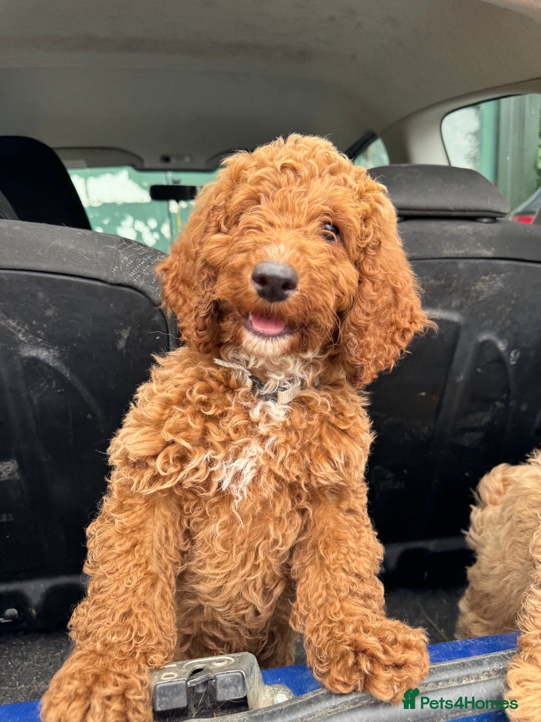 Cockapoo dogs for sale: Cockapoo pups ready now - Image 2