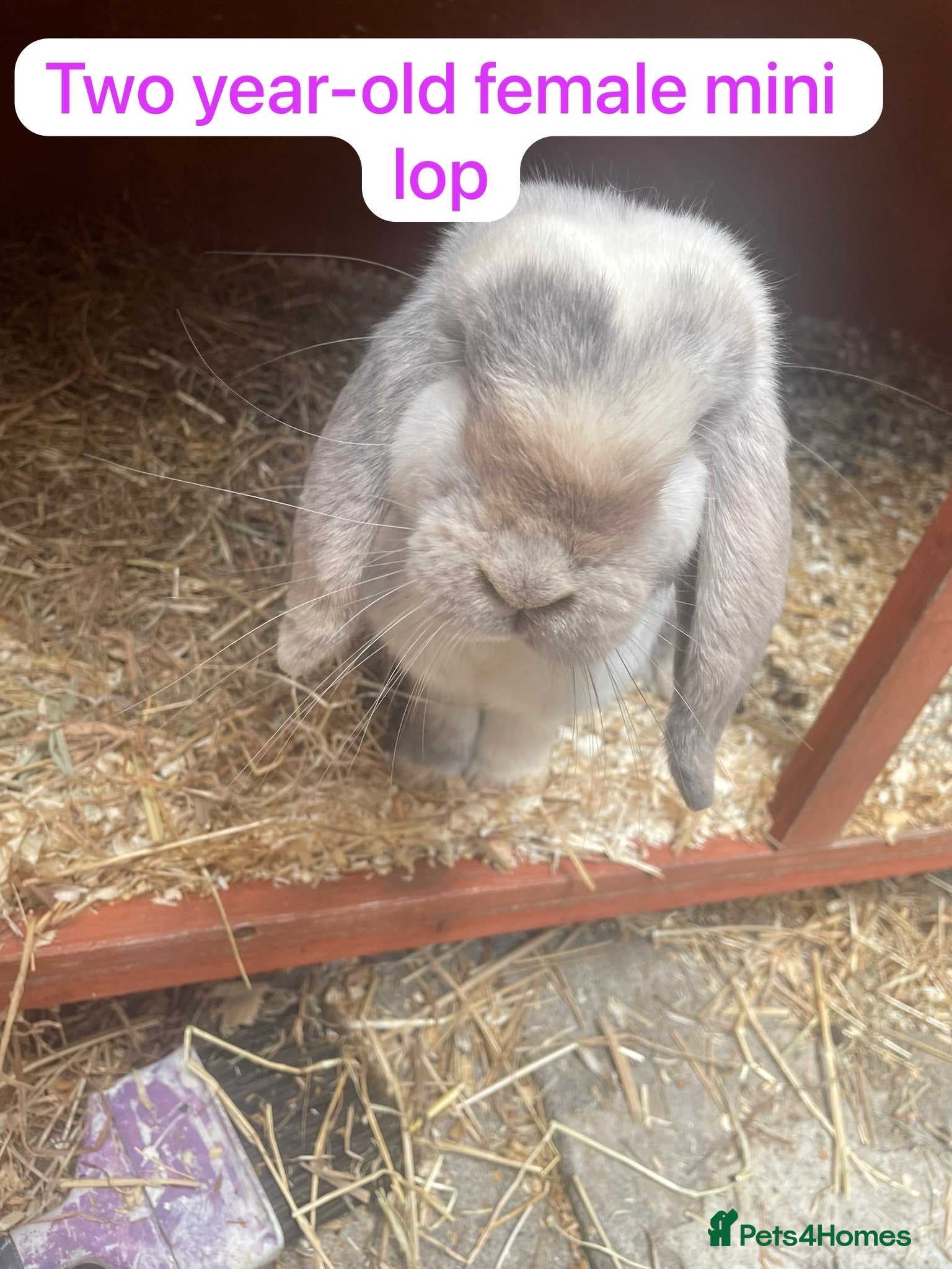 Mixed Breed rabbits Mix rabbits please read listing  - Advert 1