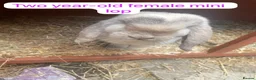 Mixed Breed rabbits for sale: Mix rabbits please read listing  - Advert 1