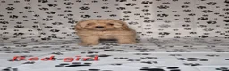 Cavapoo dogs for sale: Dna Health Tested F1 Cavapoo puppies - Advert 27