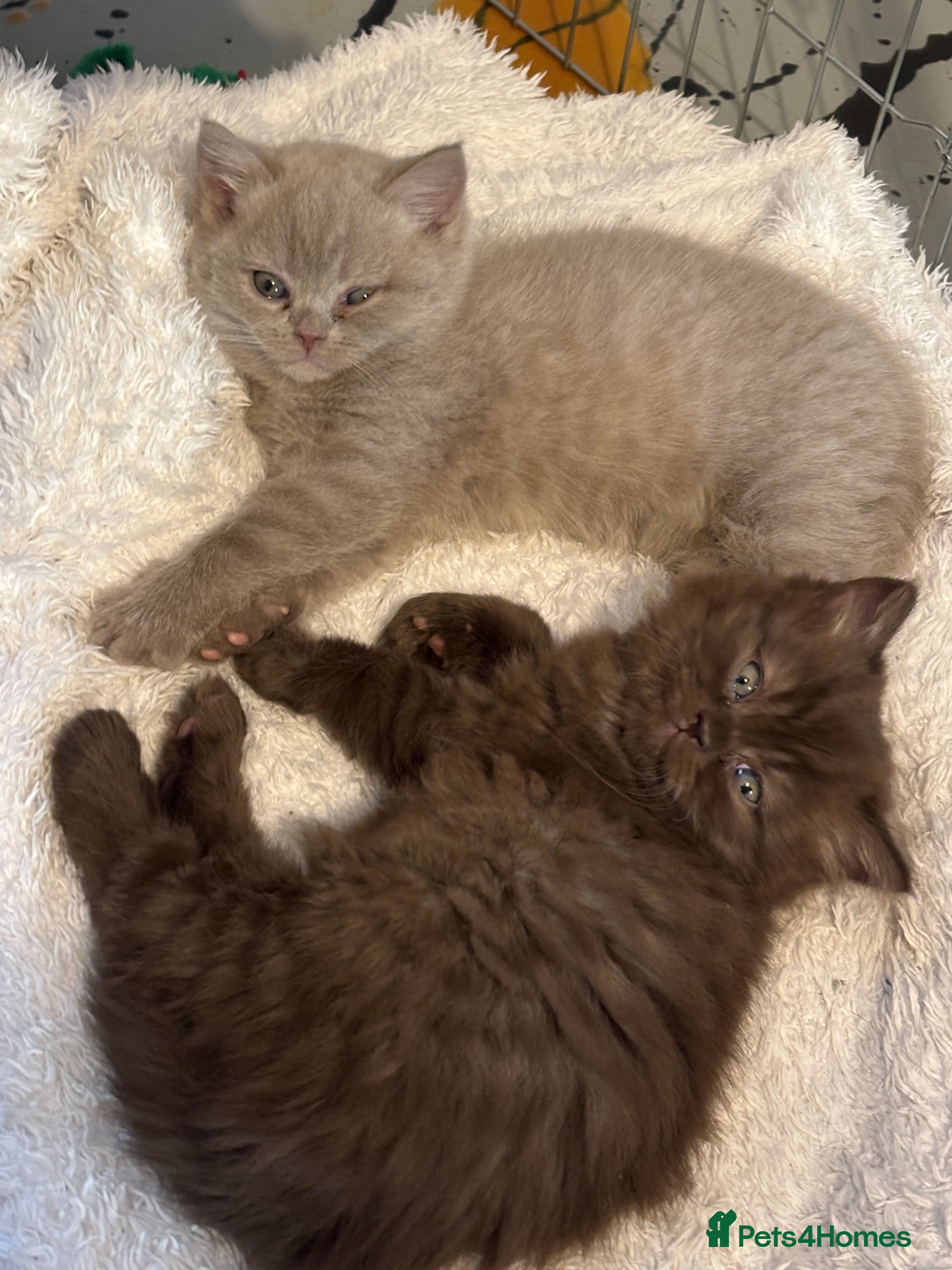 British Shorthair cats British shorthair and longhair  - Advert 12