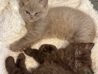 British Shorthair cats British shorthair and longhair - Advert 12