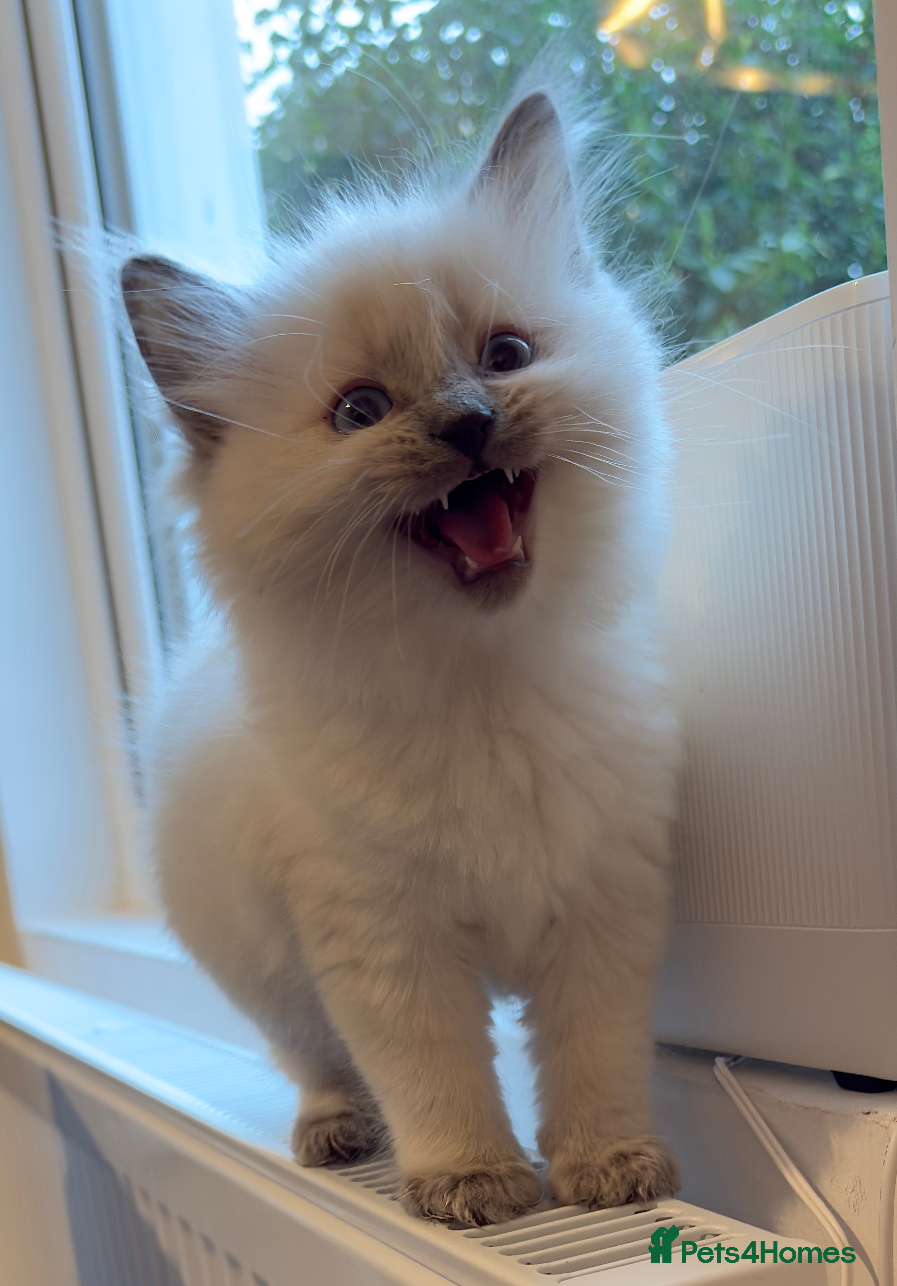 Ragdoll cats Blue eye🥹, pure pedigree Ragdoll kitten 😍 - Advert 2