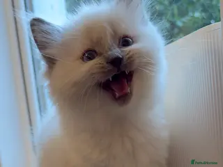 Ragdoll cats Blue eye🥹, pure pedigree Ragdoll kitten 😍 - Advert 2