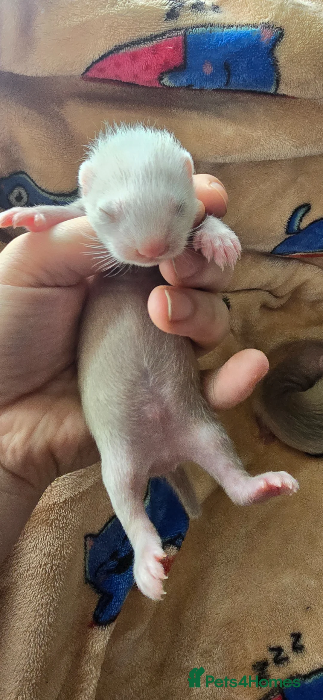 Ferret rodents for sale: 1 angora 1 semi angora hob - Advert 6