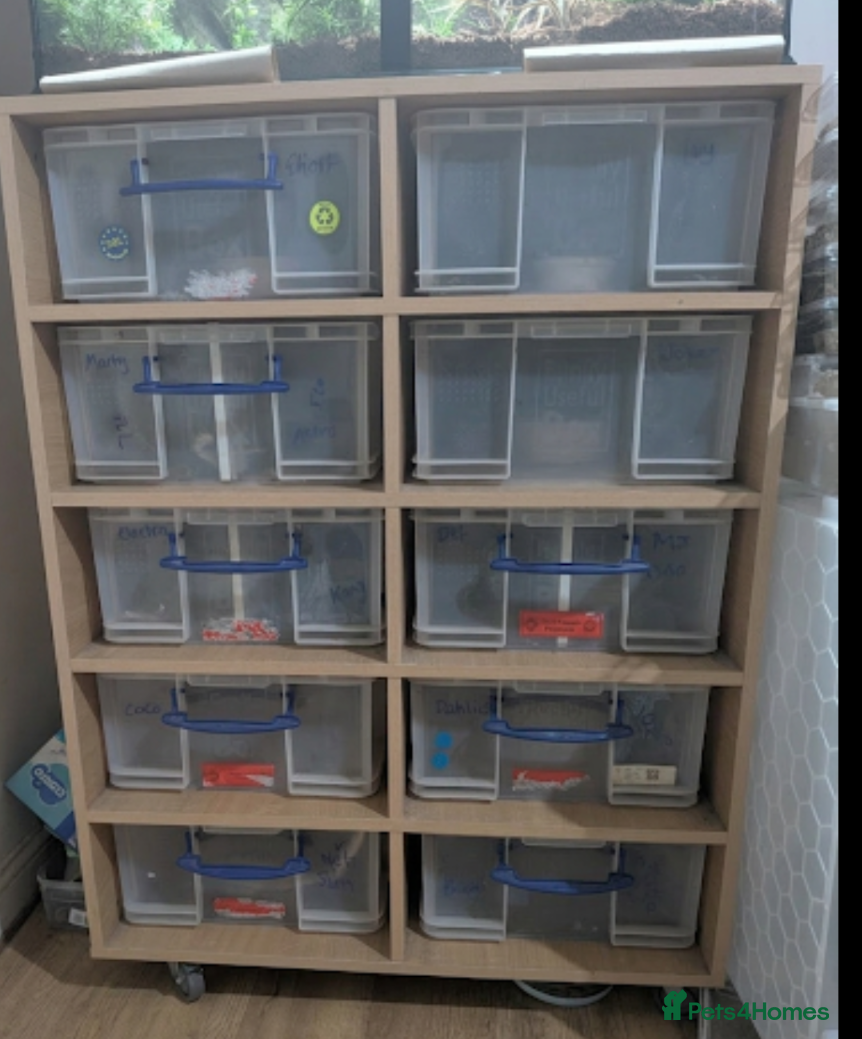 Python Snake reptiles for sale: Rack system with royals  - Advert 1