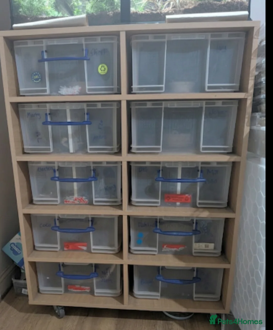 Python Snake reptiles for sale: Rack system with royals  - Advert 1