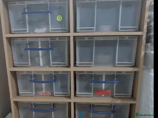 Python Snake reptiles for sale: Rack system with royals - Advert 1