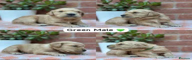 Green Collar Male 