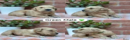 Golden Retriever dogs for sale: HEALTH TESTED PEDIGREE KC GOLDEN RETRIEVER PUPPIES - Advert 9