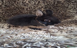 Netherland Dwarf rabbits for sale: Pure Netherland Dwarf Baby Bunnies - Image 5