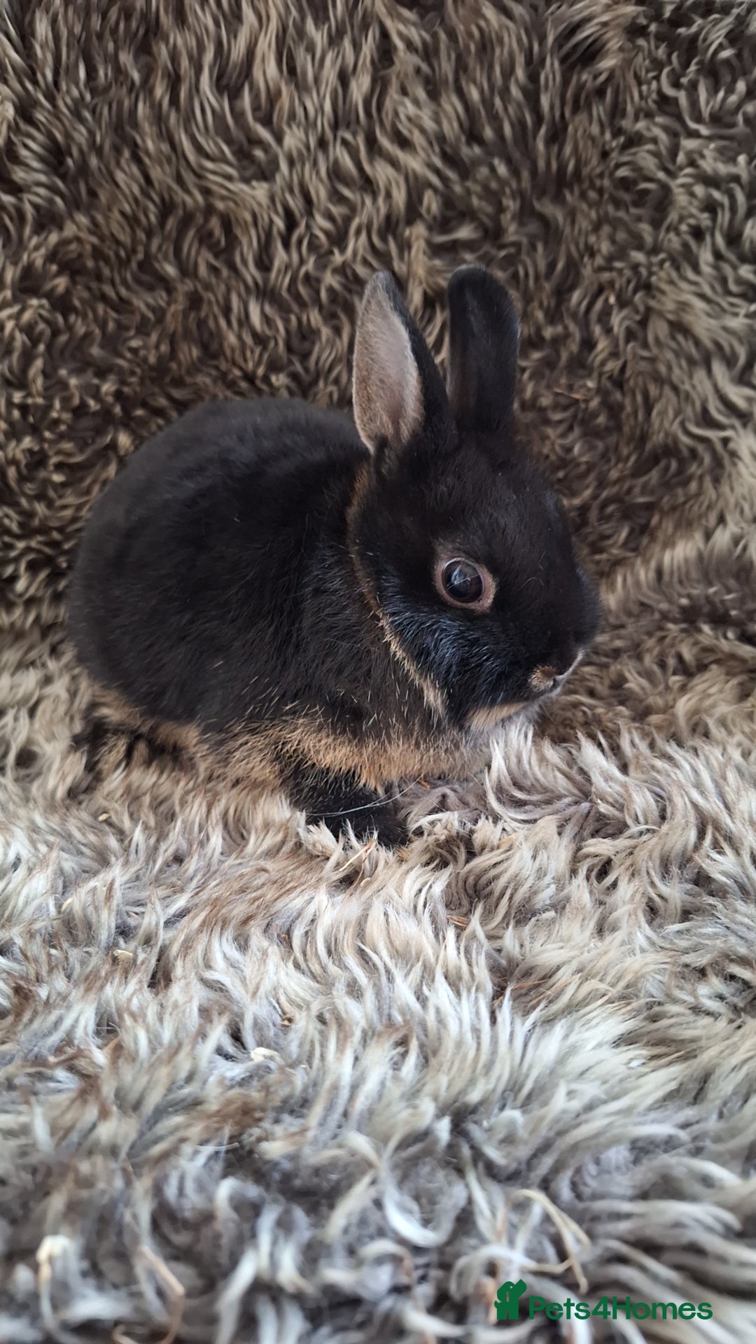 Netherland Dwarf rabbits for sale: Pure Netherland Dwarf Baby Bunnies - Image 5