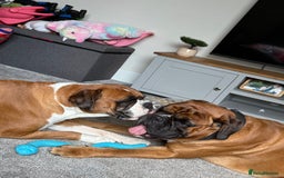 Boxer dogs for stud: Proven stud amazing temperament & health tested - Image 6