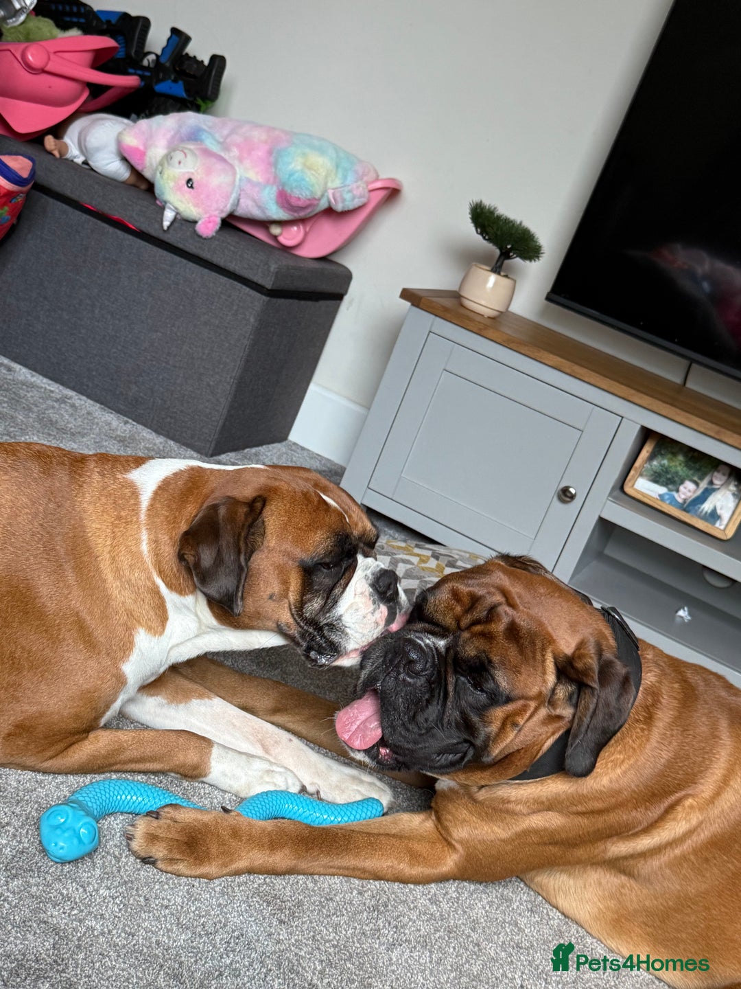Boxer dogs for stud: Proven stud amazing temperament & health tested - Image 6