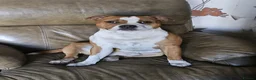 Staffordshire Bull Terrier dogs for sale: GORGEOUS RED STAFFORDSHIRE BULL TERRIER PUPPIES - Advert 16
