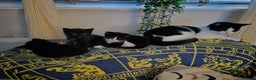 Mixed Breed cats for sale: 3 beautiful mixed breed kittens - Advert 3