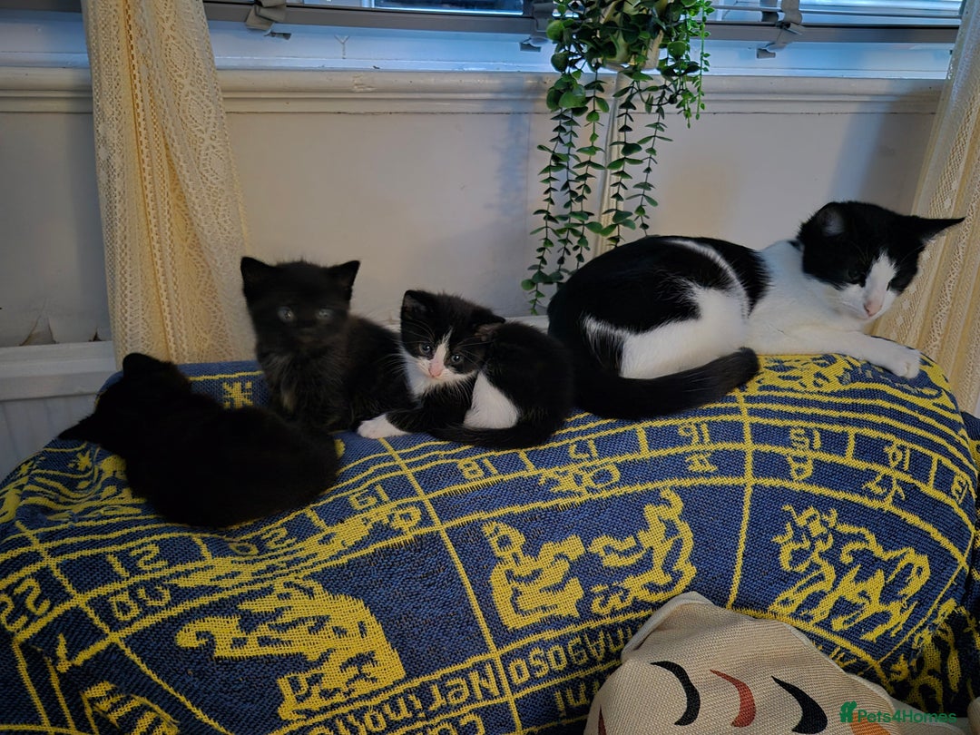 Mixed Breed cats for sale: 3 beautiful mixed breed kittens - Advert 3