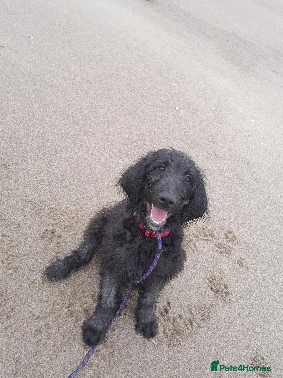 Goldendoodle dogs for sale: Beautiful 7 month doodle puppy - Advert 8