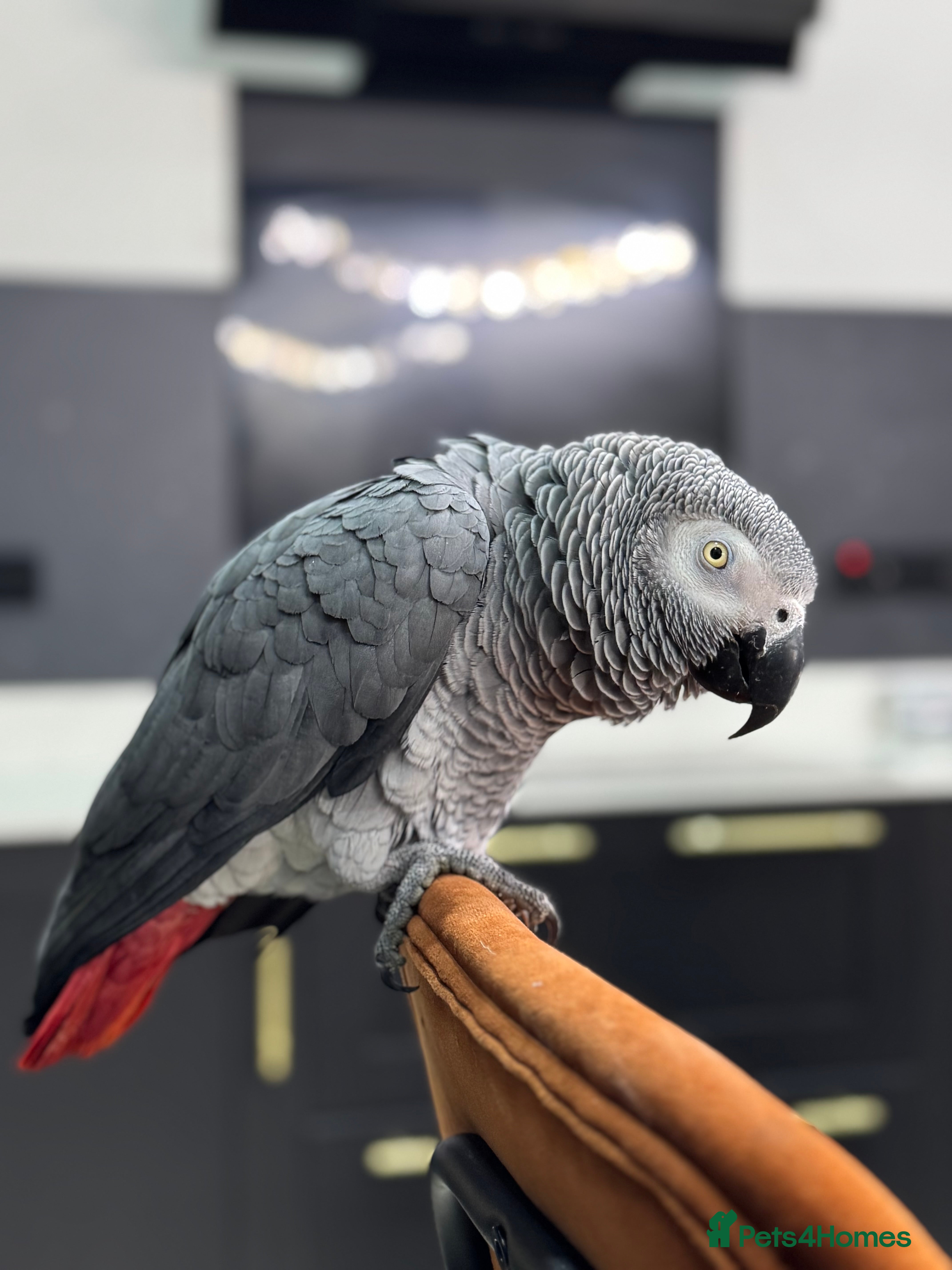 Parrots birds Tame&talking African grey parrot  - Advert 1