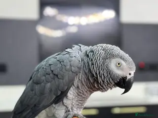 Parrots birds Tame&talking African grey parrot - Advert 1