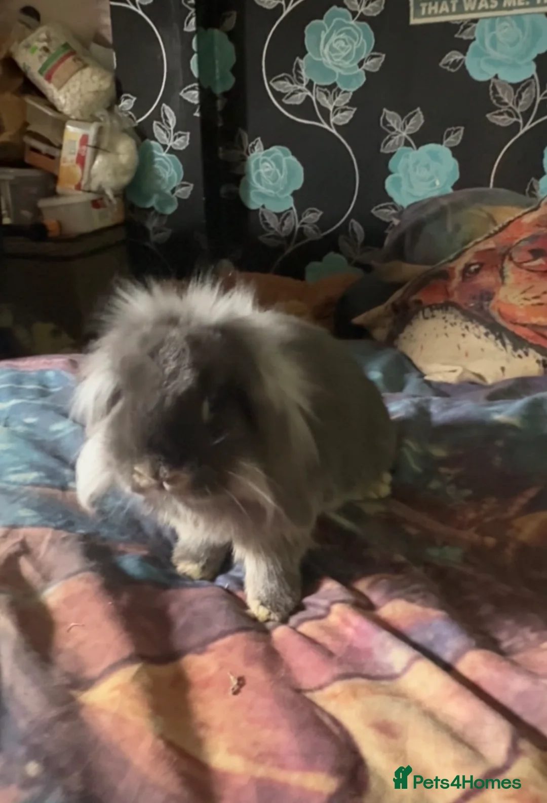 Mini Lion Lop rabbits for sale: Mini Lion Lop Buck in Consett - Advert 2