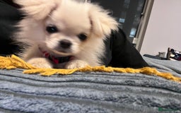 Mixed Breed dogs for sale: CUTE FEMALE PUPPY AVAILABLE 🐾🐶 - Image 5