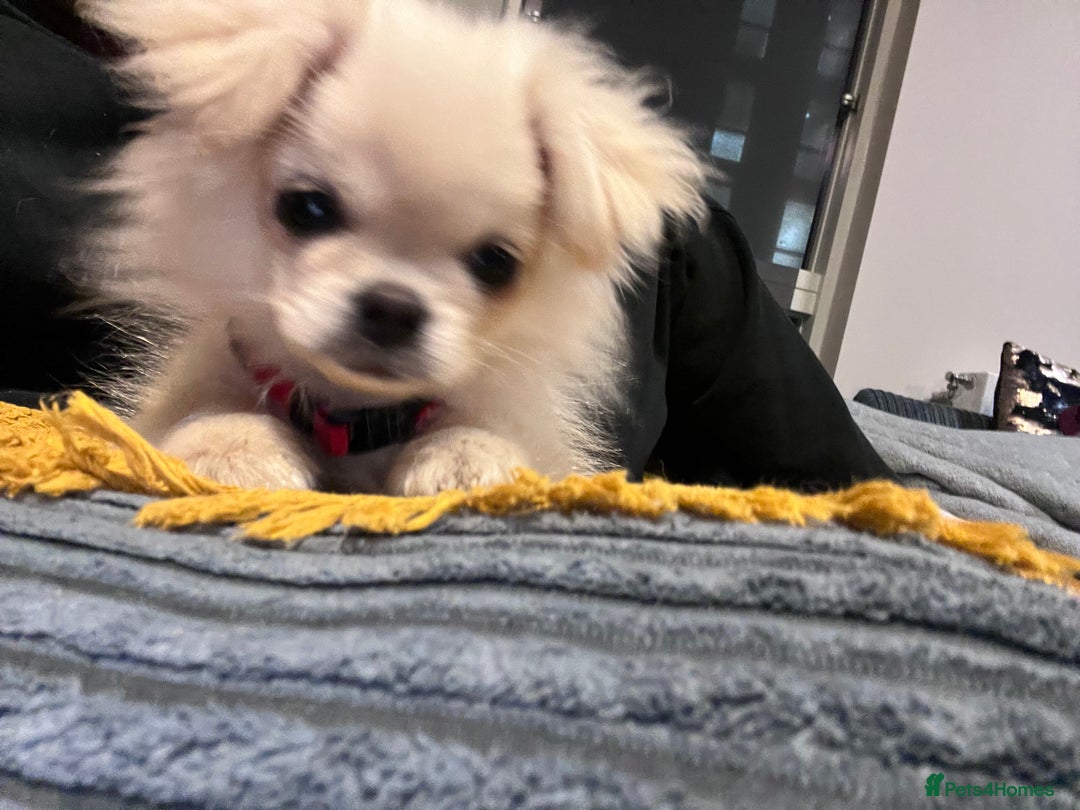 Mixed Breed dogs for sale: CUTE FEMALE PUPPY AVAILABLE 🐾🐶 - Image 5