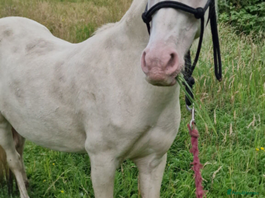 Welsh Section A horses for sale: 15 yr old registered sec a cremello in Tonypandy - Advert 2