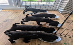 Mixed Breed dogs for sale: Gorgeous Black Poogledoodles Kid-Friendly Beauties - Image 32
