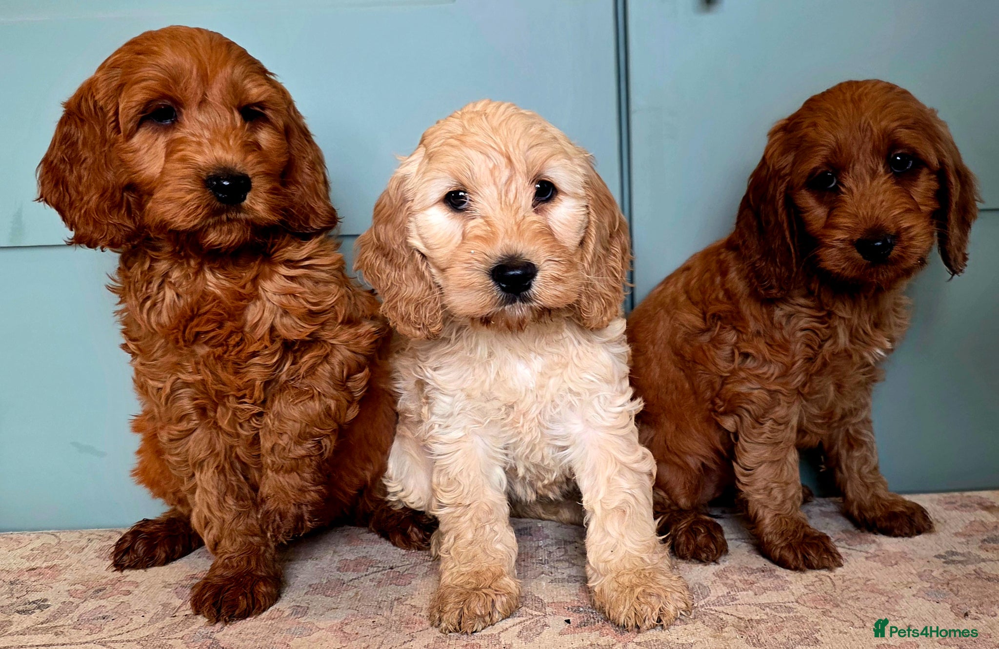 Cockapoo dogs for sale: COCKAPOO  in Blackburn - Advert 2