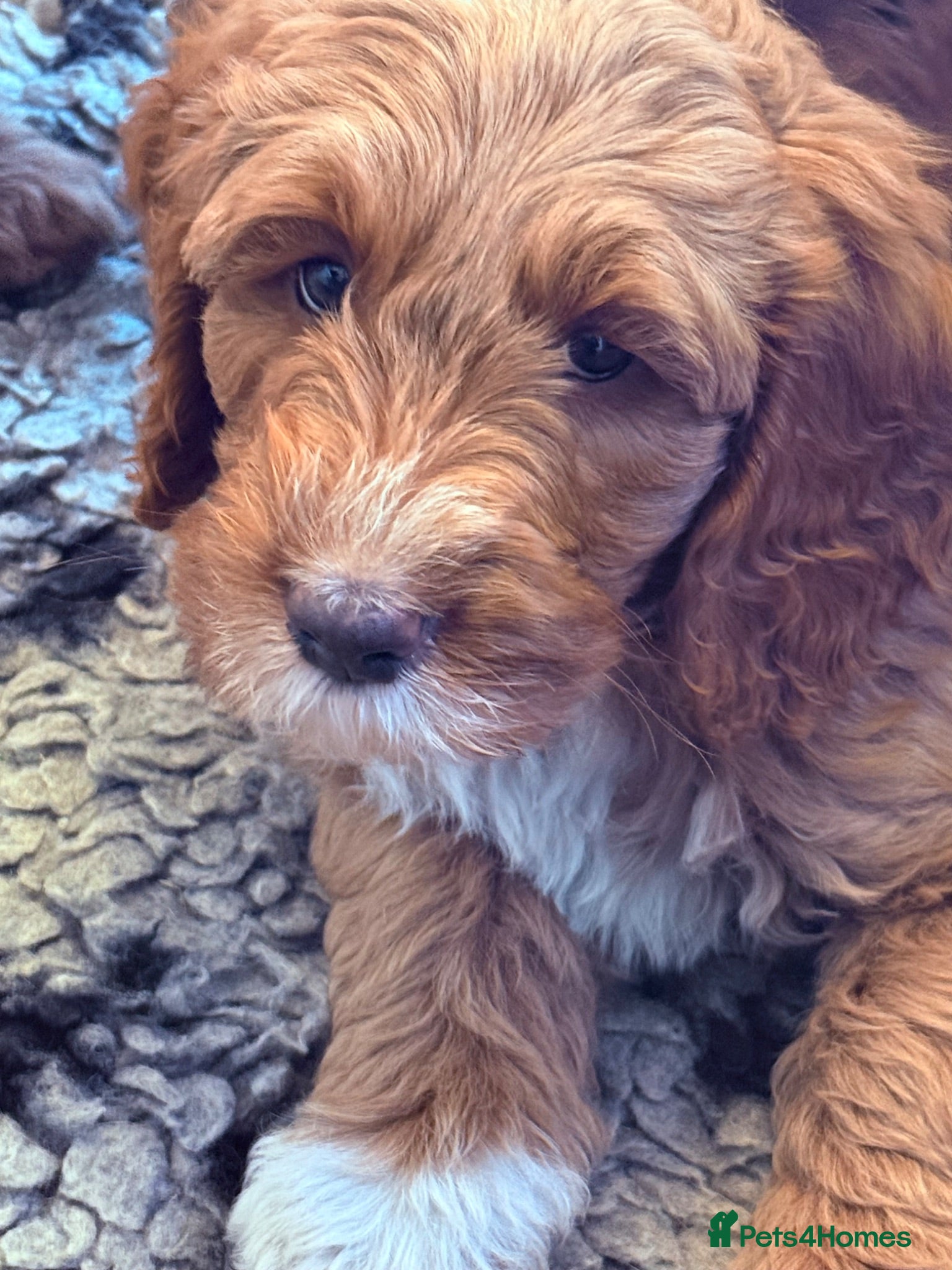 Australian Labradoodle dogs Australian labradoodles  - Advert 1