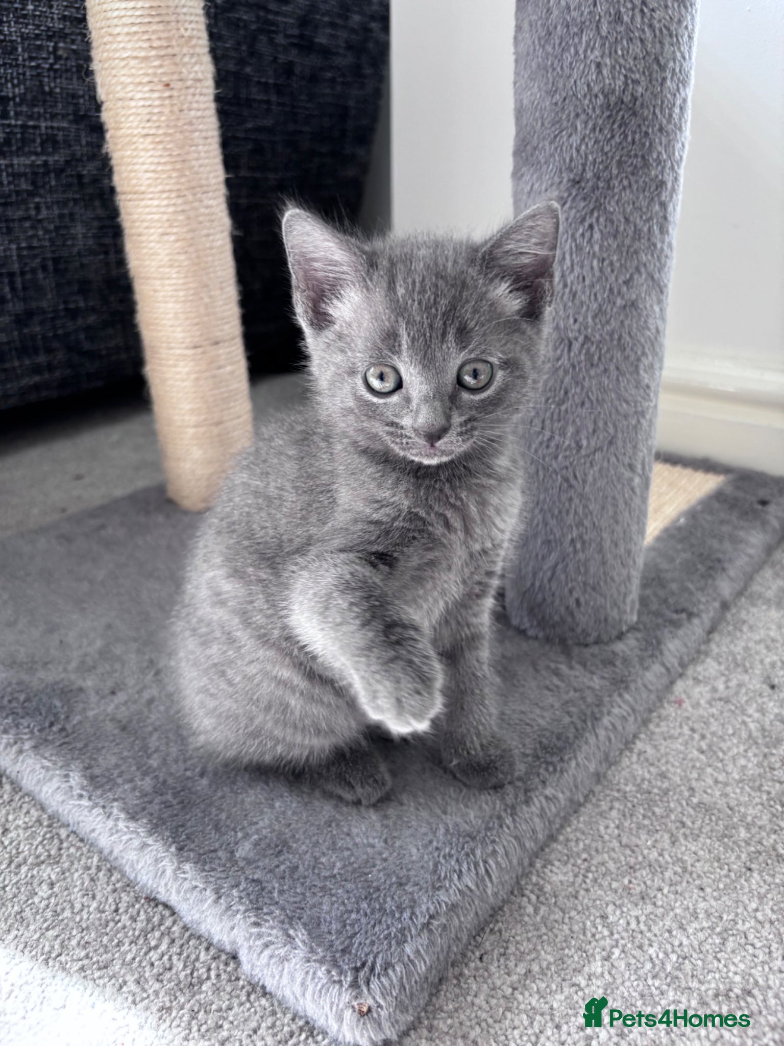 Mixed Breed cats Kittens for sale  - Advert 1