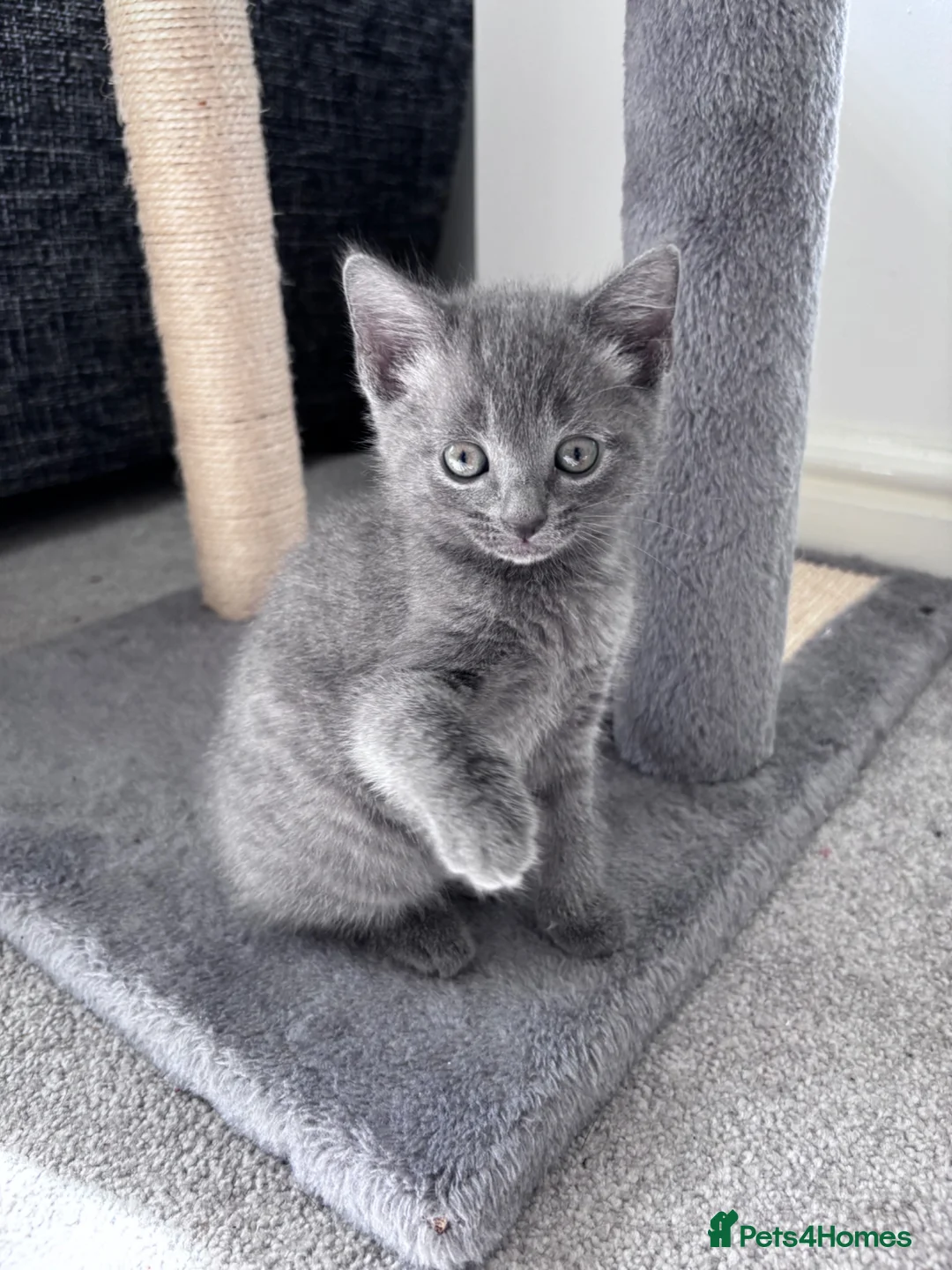 Mixed Breed cats for sale: Kittens for sale  - Advert 1