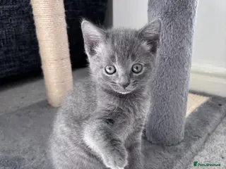 Mixed Breed cats Kittens for sale - Advert 2