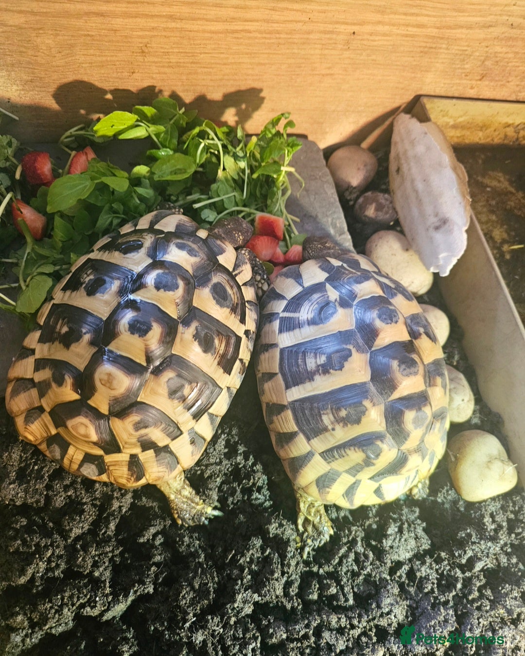 Tortoise reptiles 2 x Hermann Tortoises / table and cabinet - Advert 1