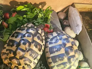 Tortoise reptiles 2 x Hermann Tortoises / table and cabinet - Advert 1
